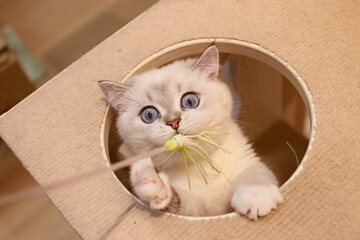 Taking adorable photos of cats playing with a cat teaser in the cattery.