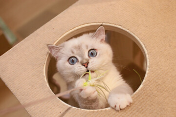 Taking adorable photos of cats playing with a cat teaser in the cattery.