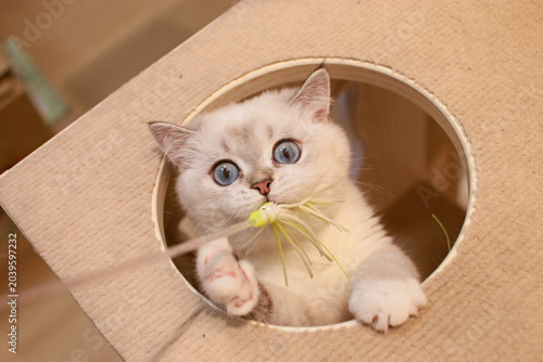 Foto Taking adorable photos of cats playing with a cat teaser in the cattery