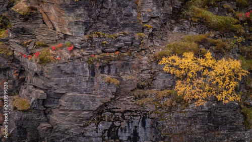 Canyon wall background in autumn.  Abisko national park in north of Sweden.