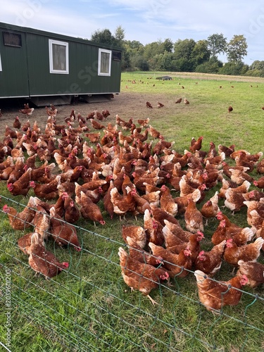 Canvastavla chicken on a farm