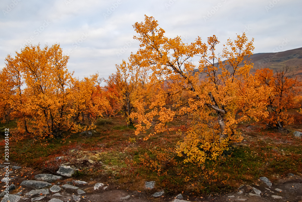 Fototapeta premium Autumn colours in Abisko national park in north of Sweden.