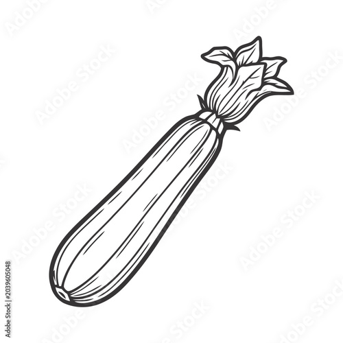 zucchini vector illustration, flat design