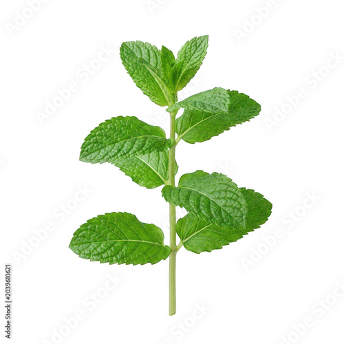 Fresh green mint sprig isolated on transparent background cutout