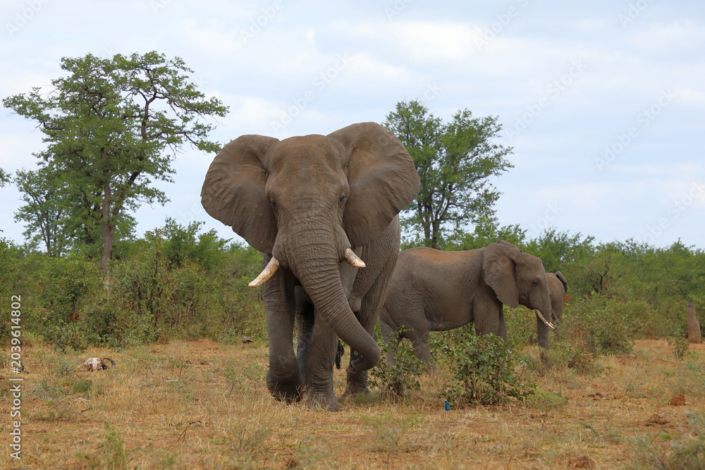 Fototapeta premium Afrikanischer Elefant / African elephant / Loxodonta africana