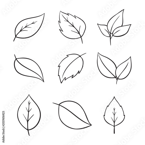 Photos Hand Drawn Botanical Leaf Outline Collection
