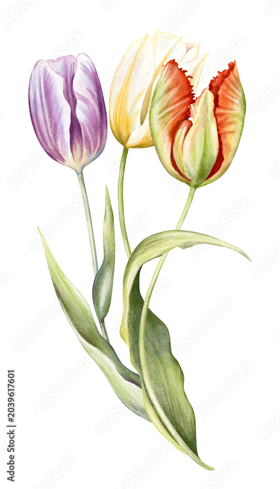 Obraz premium Watercolor hand drawn composition with illustration of three bright tulips flowers in a bouquet isolated on white background. Beautiful colorful spring flowers clipart. Floral blossom garden elements
