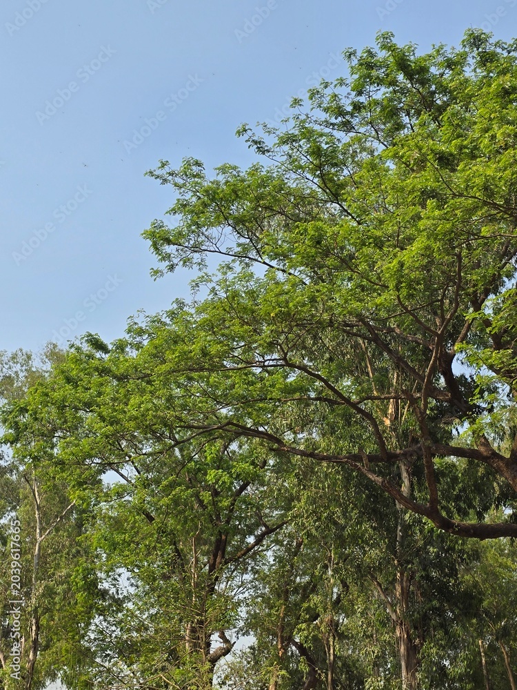Fototapeta premium A large tree with lush green leaves against a clear blue sky on a sunny day outdoors