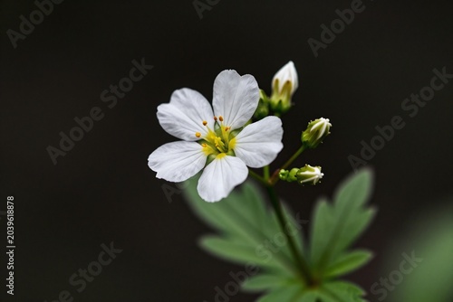 A small white flower with a black background