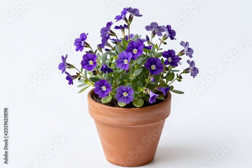 A small potted plant with purple flowers on a white background