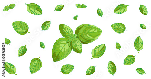 Basil concept horizontal background image with isolated green leaves, transparent background. Natural fresh taste cooking ingredient. Vegetarian and vegan raw food flavor element.