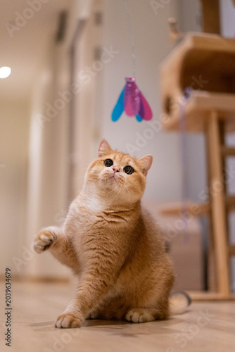 Fotografía Playful golden British Shorthair cat raising a paw to catch a flying toy