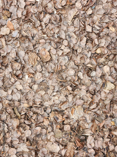 Autumn fallen leaves. Background of dry fallen leaves