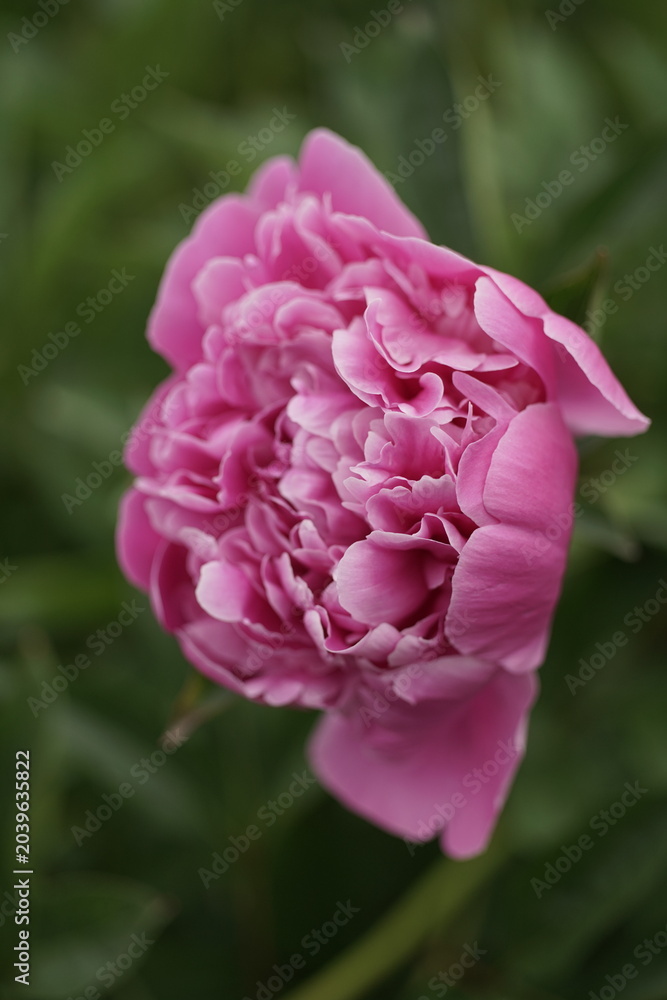 Obraz premium Paeonia in voller Blüte