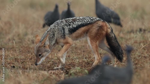 A black-backed jackal in between the helmeted guineafowl flock