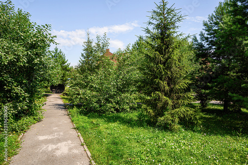 Fotografia A concrete pathway winds through a verdant park, flanked by tall coniferous and