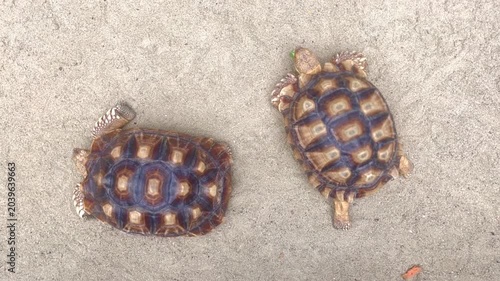 Two small tortoises on a sandy surface, one of them flipped upside down on its back.