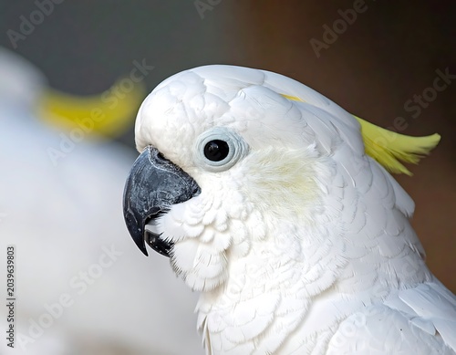 A close-up profile of a white parrot with a black beak