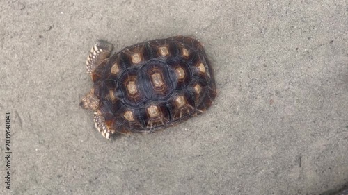 A small, patterned turtle with a dark and light brown shell resting on a sandy or concrete surface.