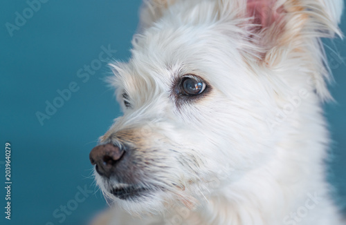 Obraz na plátně White fluffy mix dog attentively watching with keen eyes on a bright blue backgr