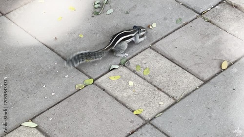 squirrel on the ground
