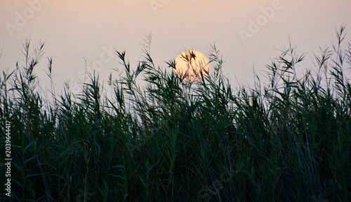 Konstfotografi Sun glowing behind green reeds during beautiful sunset sky