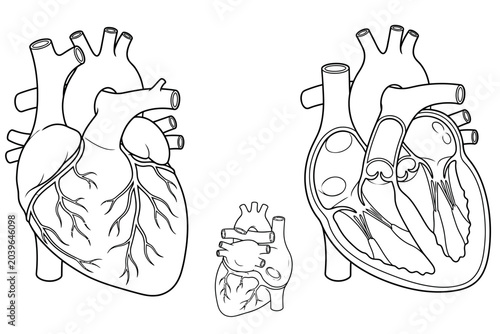 Anatomy of human heart with external and internal cross section views
