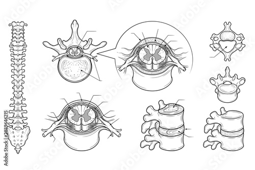 Tableau sur toile Detailed Human Vertebrae and Spinal Cord Anatomy Diagram Set