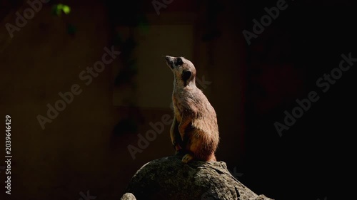 A meerkat on a sunny day in front of a dark rock formation.