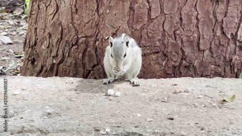 squirrel in a tree