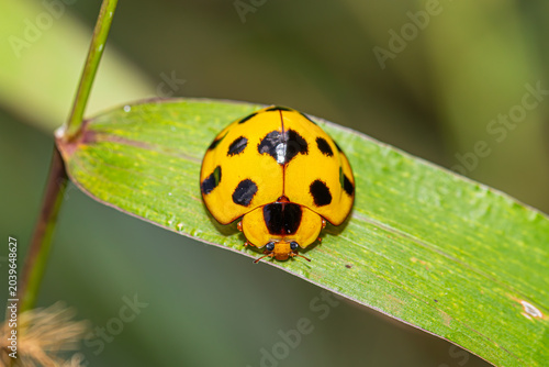 Giant bamboo ladybug (Synonycha grandis) on the grass, the tropical bamboo aphids predator