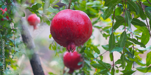 Fotografie Fresh ripe pomegranate with water drops hanging on a tree branch.