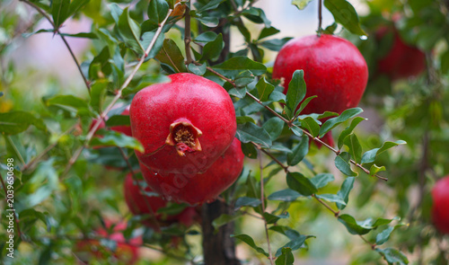 Tableau sur toile Fresh ripe pomegranates on a tree branch with water drops.