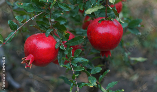 Canvastavla Two ripe red pomegranates hanging on a tree branch.