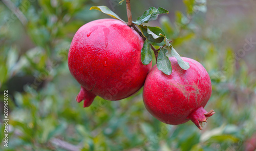 Obraz na plátne Two ripe red pomegranates with water drops on a tree branch.