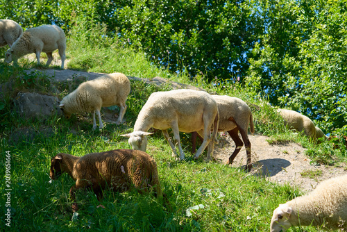 A herd of goats crosses a dirt road in a mountainous, forested area.