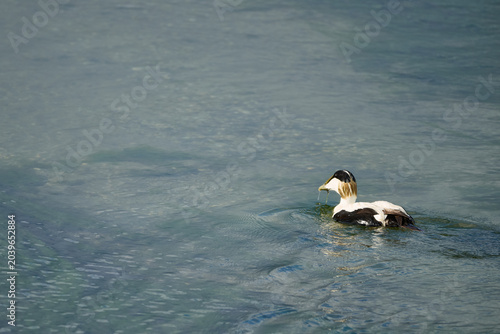 Obraz na płótnie Common eider duck swimming calmly in clear water