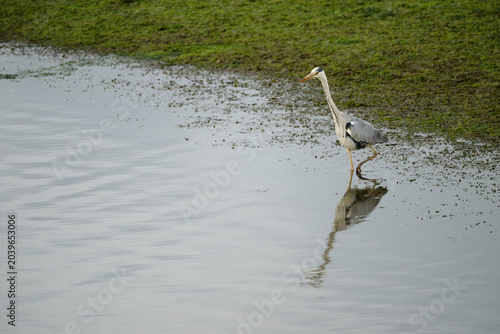 Grey heron wading in shallow water with reflection