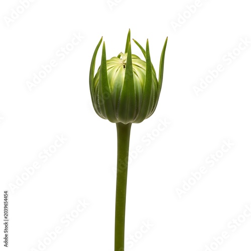 Single green bell pepper on stem against white background.