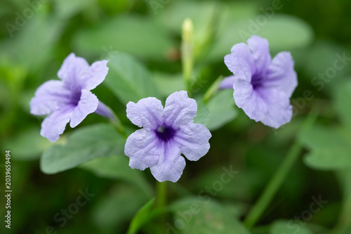 Purple Ruellia tuberosa flower with green leaves background