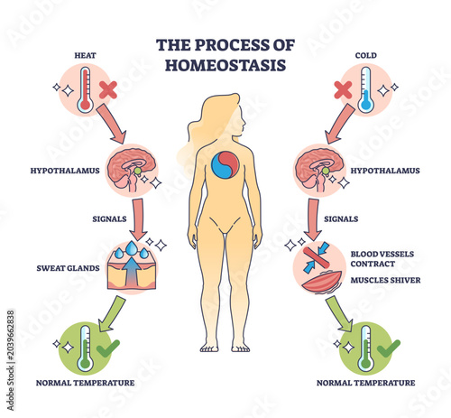 Photos Process of homeostasis as human body temperature regulation outline diagram, transparent background