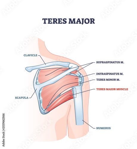 Bild auf Leinwand Teres major muscle with anatomical or medical shoulder bones outline diagram, transparent background