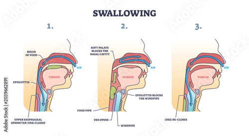 Obraz na płótnie Swallowing process explanation with anatomical principle stages outline diagram, transparent background