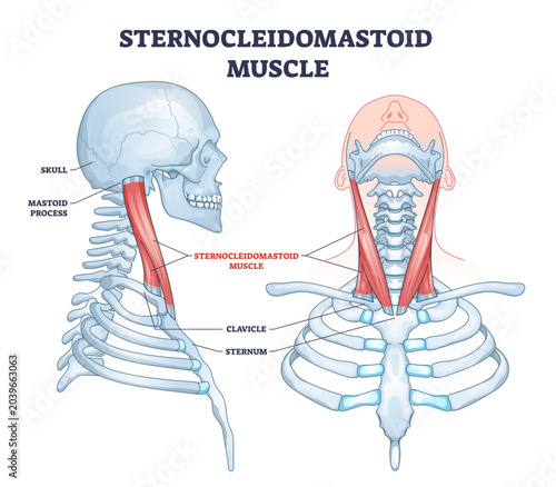 Photos Sternocleidomastoid muscle as human neck muscular system outline diagram, transparent background