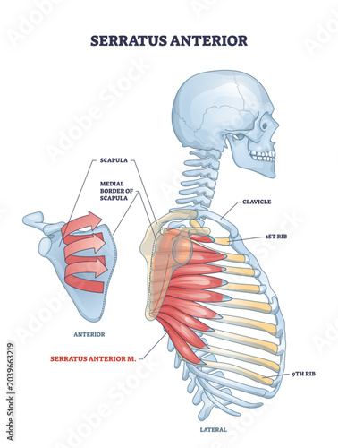 Photos Serratus anterior muscle with anatomical skeletal ribcage model outline diagram, transparent background
