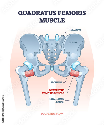 Obraz na plátně Quadratus femoris muscle as hip and groin rotator joint outline diagram, transparent background