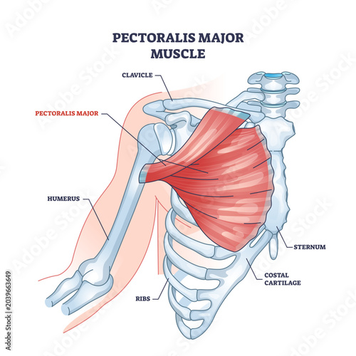 Obraz na płótnie Pectoralis major muscle as human chest muscular anatomy outline diagram, transparent background