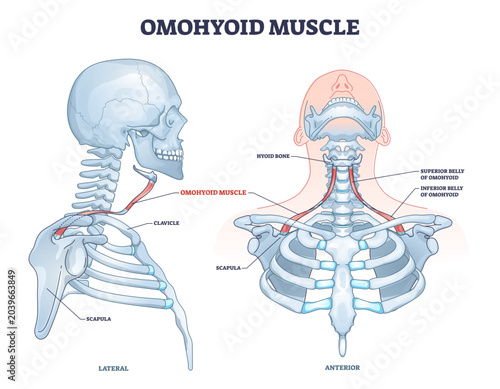 Schilderij op canvas Omohyoid muscle location with inferior belly and hyoid bone outline diagram, transparent background