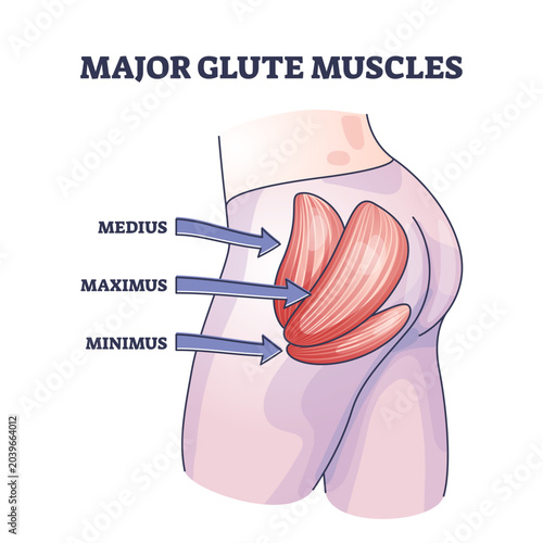 Quadro su tela Major glute muscles with medius, maximus and minimus parts outline diagram, transparent background