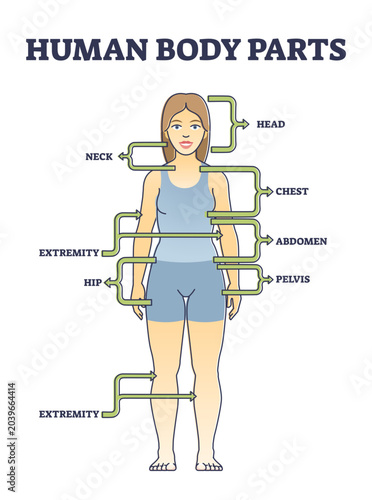 Εκτύπωση καμβά Human body parts anatomy with basic physiological division outline diagram, transparent background